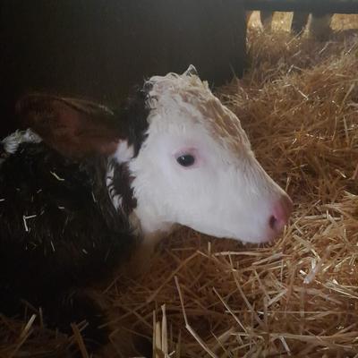 Der Volkommene's avatar