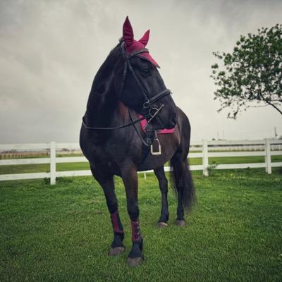 Jimmy B. 🐴's avatar
