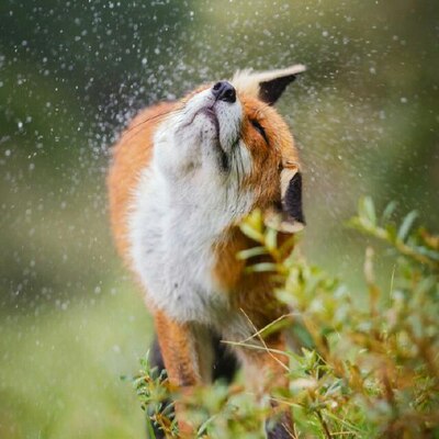 Fox Ritch :fjoxicon:'s avatar