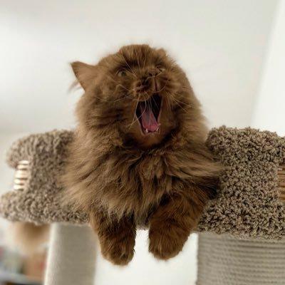 Aleksandr Beshkenadze's avatar